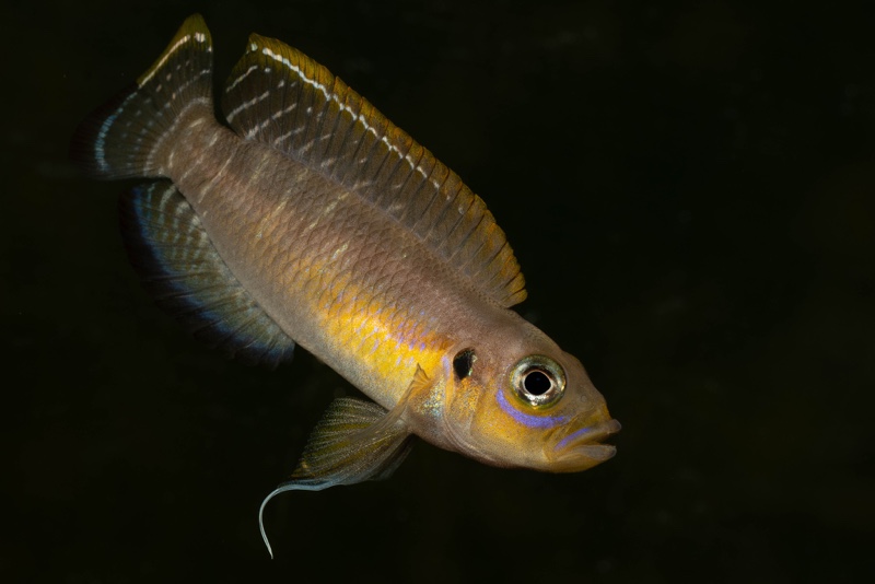 Neolamprologus brevis 'Kapampa'